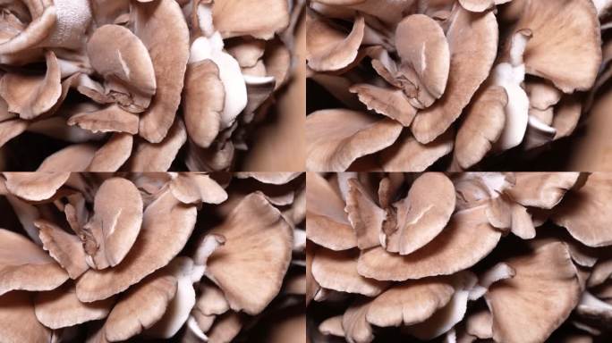 菌菇蘑菇鲜舞茸 (1)