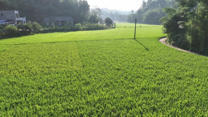 水稻成熟水稻田航拍视频素材高标准农田