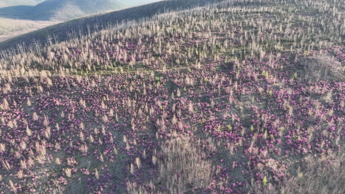 航拍大兴安岭漫山遍野的杜鹃花