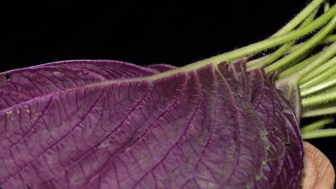 蔬菜紫苏叶 (3)