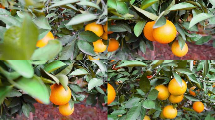 橙子特写水果冰糖橙水果种植成熟的橙子