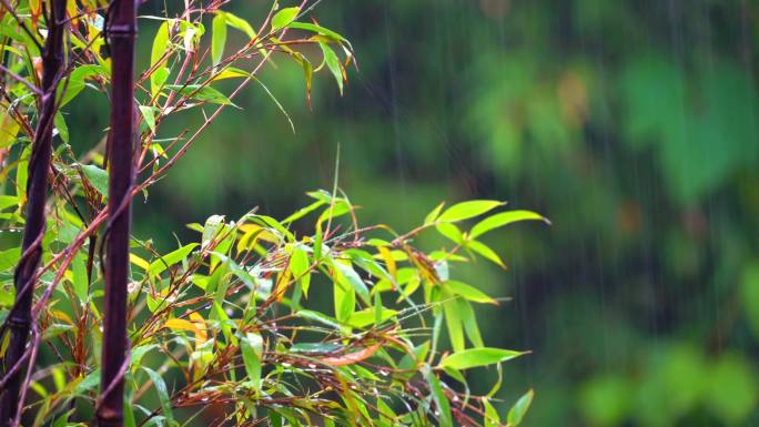 雨中的竹子雨水雨滴唯美