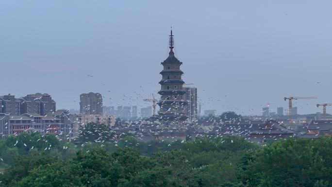 4k 万鸟归巢的蔚为壮观景象