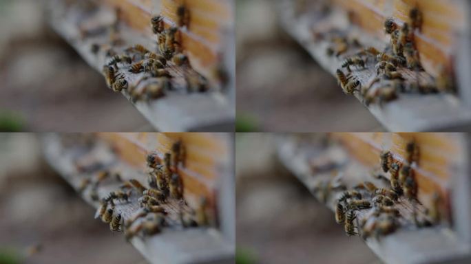 蜜蜂入口:蜂巢黄蜂蜂子
