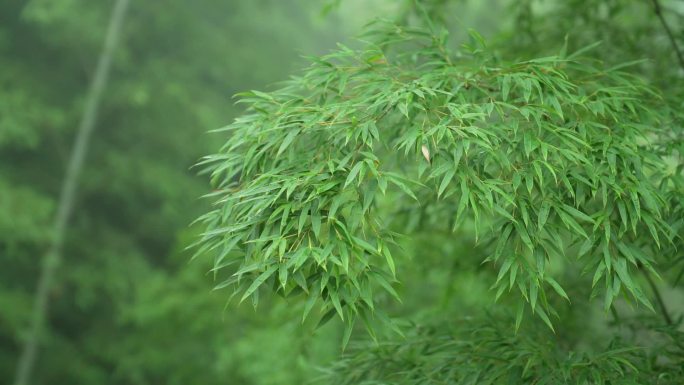 竹子竹叶绿色意境镜头竹产业