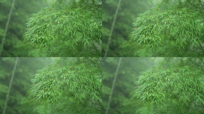 竹子竹叶绿色意境镜头竹产业