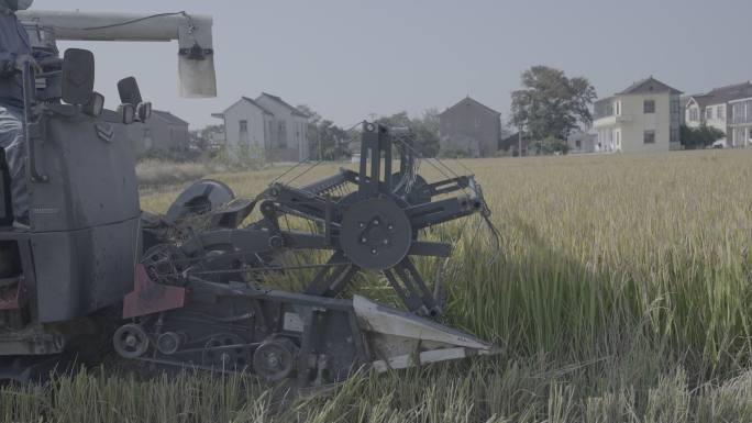 联合收割机抢收水稻