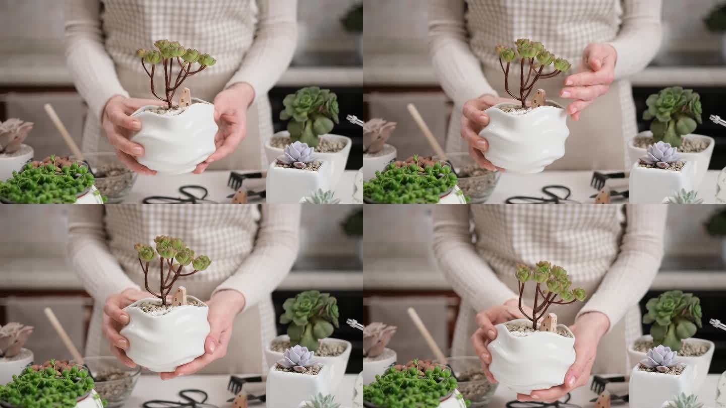 女子捧着一盆Aeonium绿茶多肉在一个白色的陶瓷锅装饰小房子