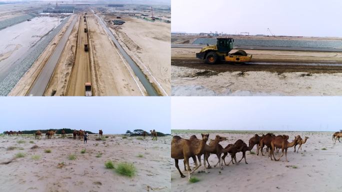 工业基地 修建公路 沙漠骆驼