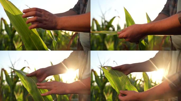 男性的手在农田里触摸玉米的特写。