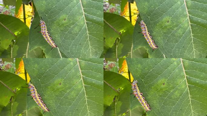 平原虎(Danaus chrysippus)毛虫在Calotropis(乳草)上