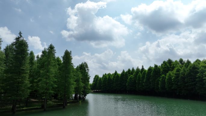 常州  新龙生态林  水上森林