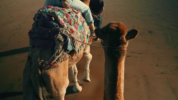 无忧无虑的女游客在导游的带领下在沙滩上骑骆驼