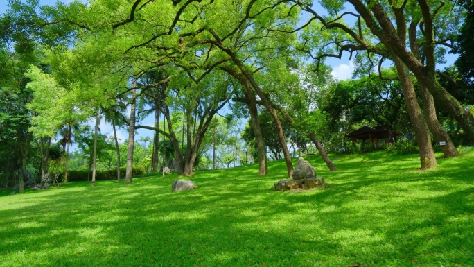 山坡草地树林  绿野仙踪