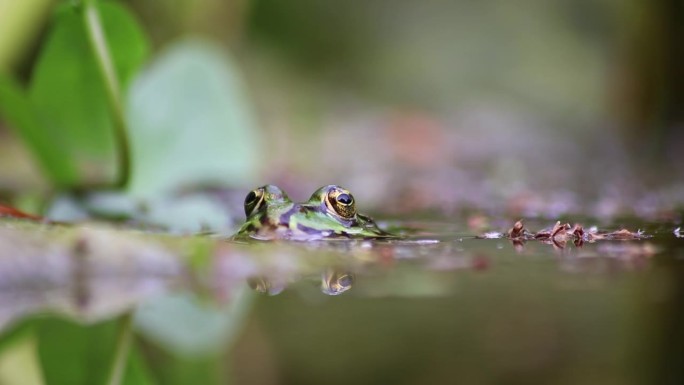 花园池塘中的大绿蛙水面特写，以宏观视角展现了花园生态圈中的蛙眼，以及春天交配的两栖动物等待昆虫的田园