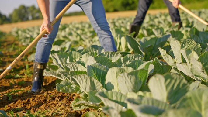 在一个卷心菜蔬菜农场，农民们熟练地用花园锄头照料土壤