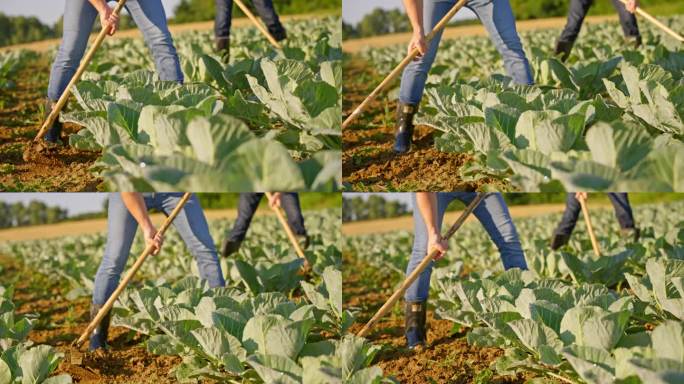 在一个卷心菜蔬菜农场，农民们熟练地用花园锄头照料土壤