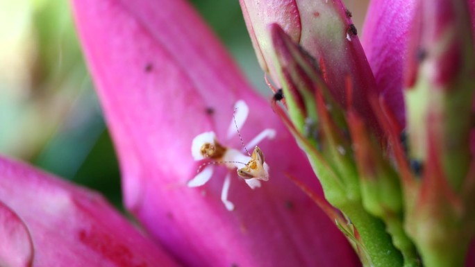 粉红色兰花螳螂是泰国和东南亚的稀有昆虫。