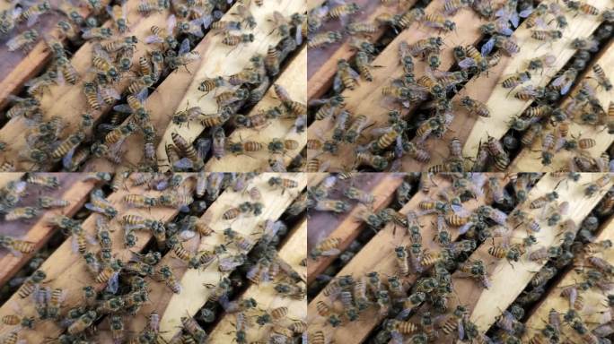 蜂房上的印度蜜蜂。