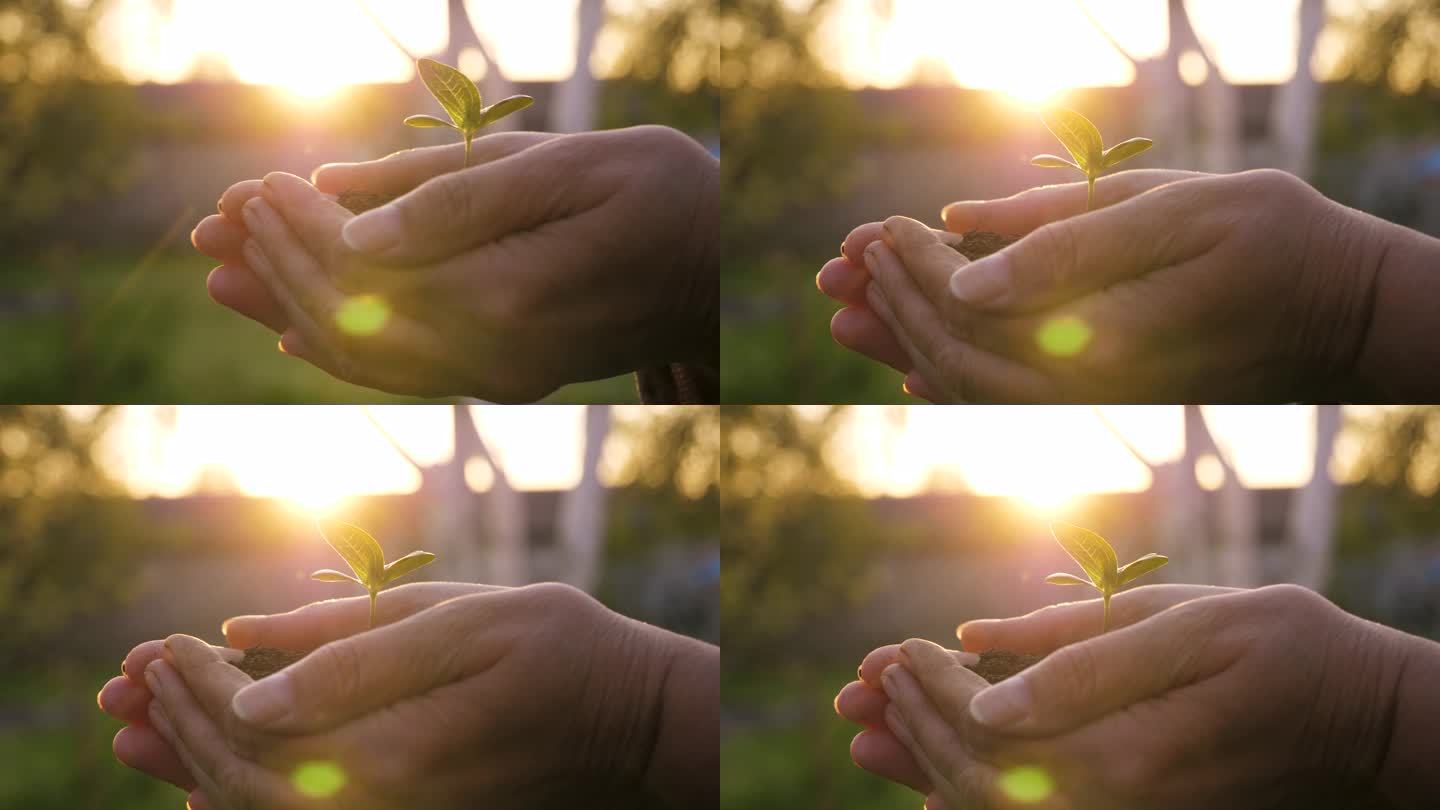 农民的双手充满爱心，用绿色的小嫩芽握住土壤，抵挡夕阳的照耀