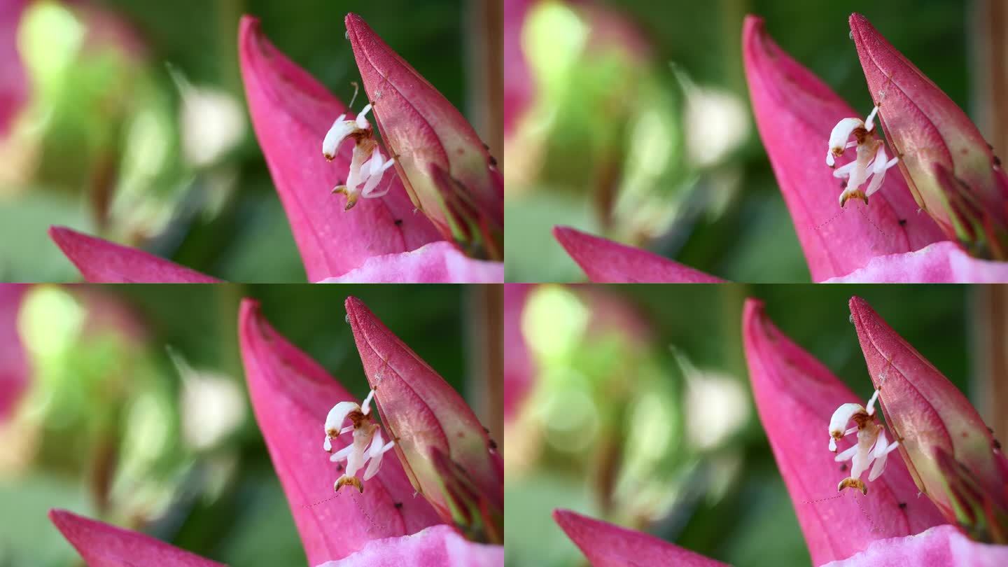 粉红色兰花螳螂是泰国和东南亚的稀有昆虫。