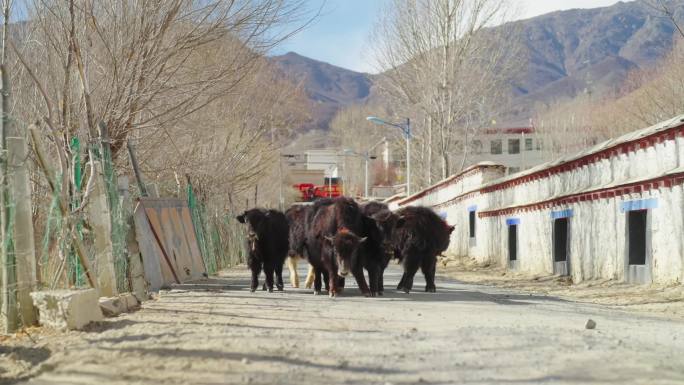 西藏农村牦牛