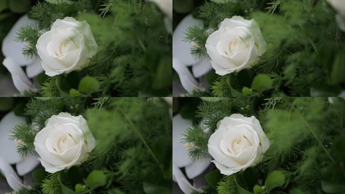 白玫瑰花