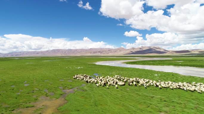 降央卓玛 草原日出 羊 羊群蒙古羊草原羊