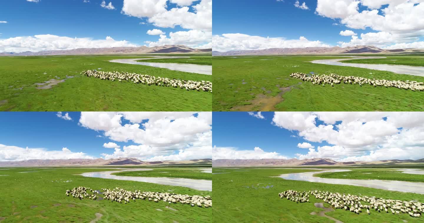 降央卓玛 草原日出 羊 羊群蒙古羊草原羊