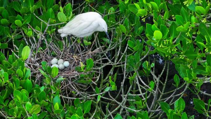 白鹭孵化蛋