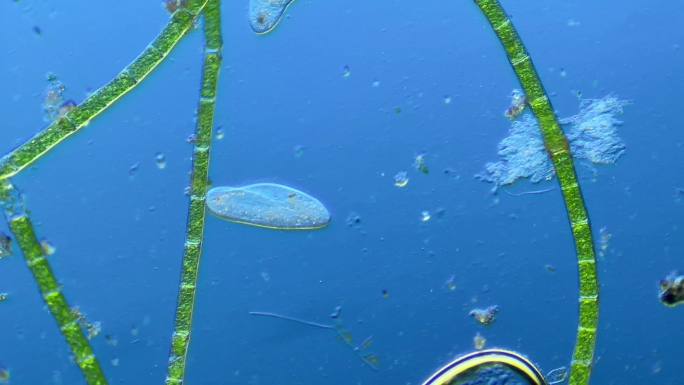 草履虫纤毛虫细菌藻类线虫等合集
