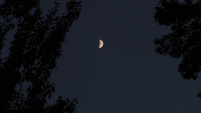 月亮月夜月儿弯弯夜空 摇曳的树夜幕浪漫