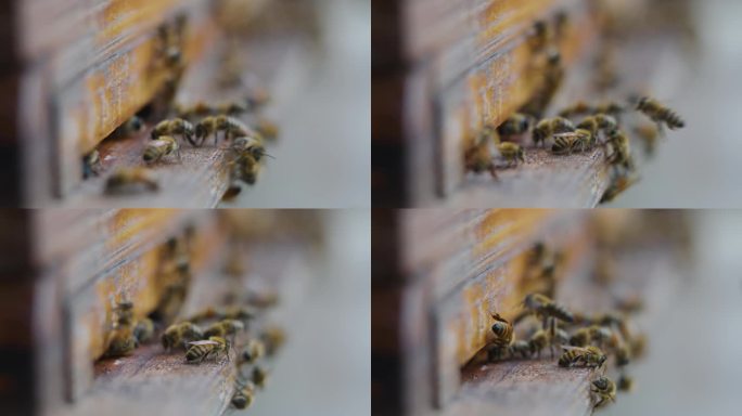 蜜蜂入口:蜂巢花粉蜂王养蜂人巢穴巢穴建设