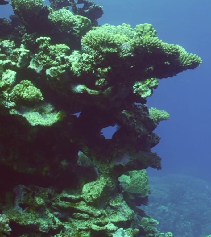 美丽的硬珊瑚礁在深蓝的水背景，慢动作