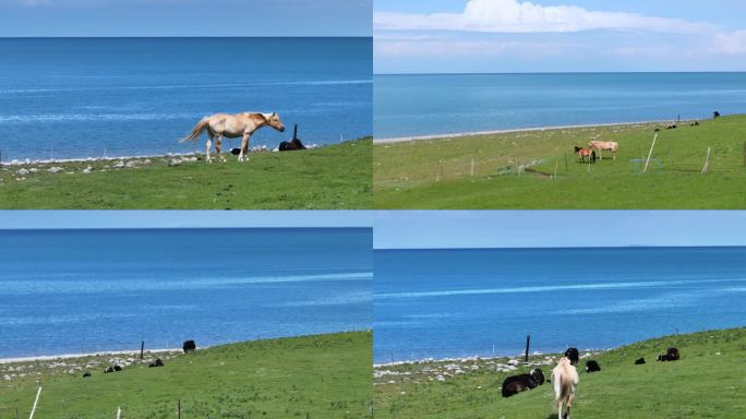 湖边的牛和马 大自然风景