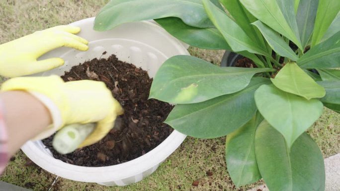 手将土放入盆中种植龙舌，在家中重新种植绿色植物