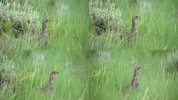 一只鼠尾草松鸡在怀俄明州的荒野中穿过草丛