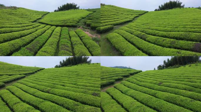 实拍低空绿色茶园，4k穿越机视角