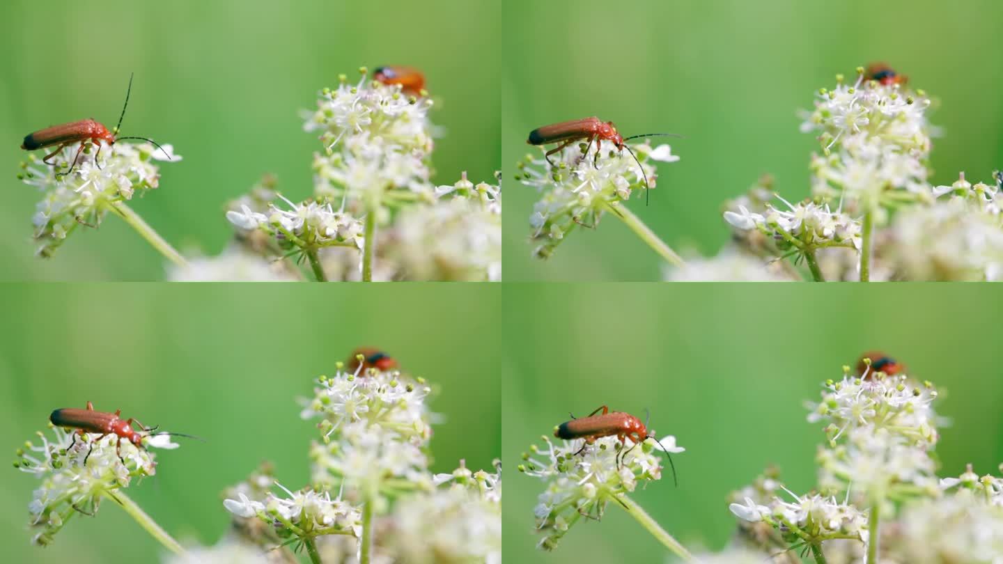 一个夏天的早晨，英国乡村草地上的野花上，红甲虫的视频