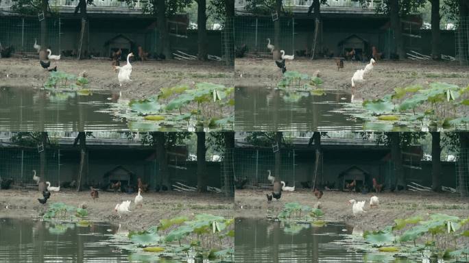 4K拍摄池塘边养殖的家禽