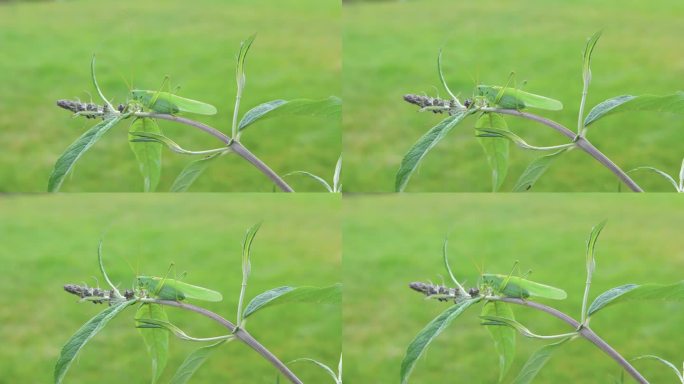 夏天的时候，巨大的绿色灌木蟋蟀坐在植物上。