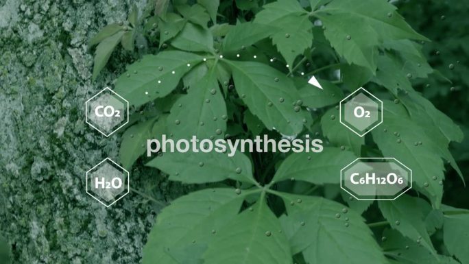 植物如何利用阳光、二氧化碳和水来产生氧气和能量的图解