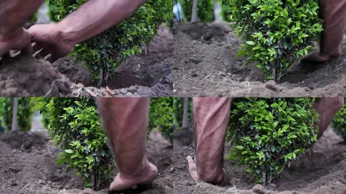 一位园丁强壮的男性双手正在种下一棵年轻的绿色灌木的幼苗，并用手掌平整并拍打着幼苗周围的土地。城市植树