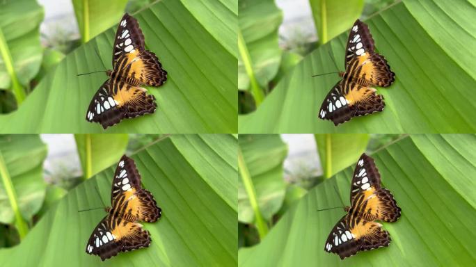 蝴蝶帕台诺斯西尔维亚坐在一片香蕉叶上，飞走了