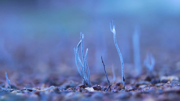 在潮湿的土壤上生长的木耳俗称蜡烛木耳或鹿角木耳