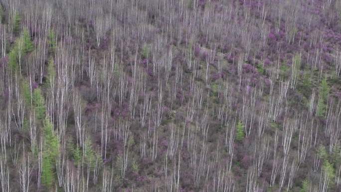 航拍大兴安岭漫山遍野的杜鹃花