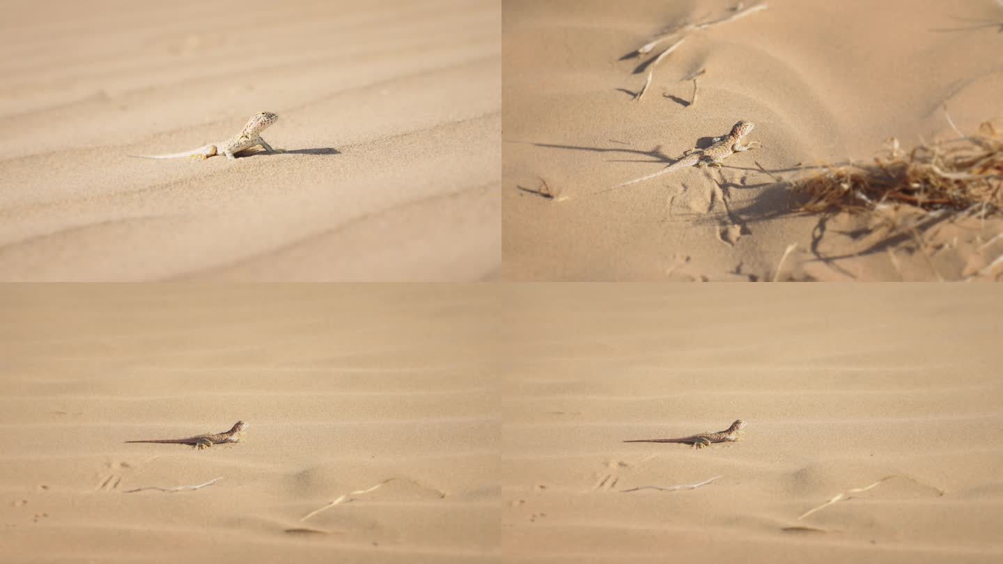 4k 沙漠蜥蜴