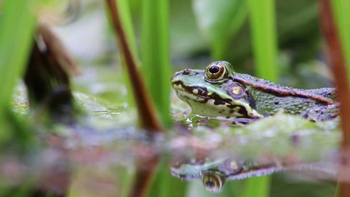 害羞的大绿蛙躲在花园池塘里，从宏观上展现了花园生态圈的蛙眼，也是春天交配的两栖动物等待昆虫捕食的田园