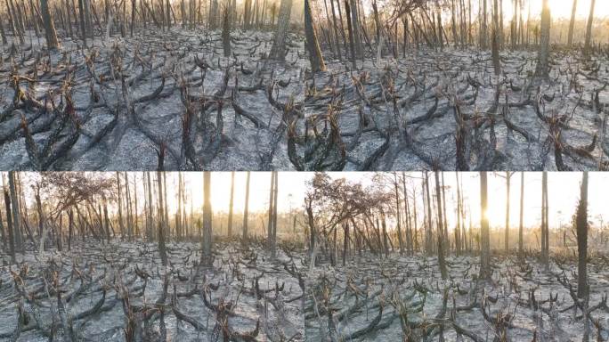 森林大火摧毁了佛罗里达的丛林森林，黑色的死植被被烧毁。地面覆盖着一层灰。自然灾害概念