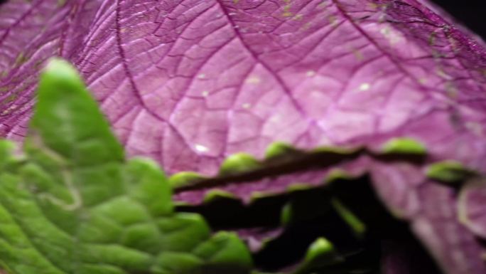 蔬菜紫苏叶 (1)